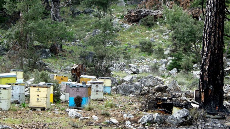 Πυρκαγιά απειλεί το δάσος Σελάκανο στον Δήμο Ιεράπετρας
