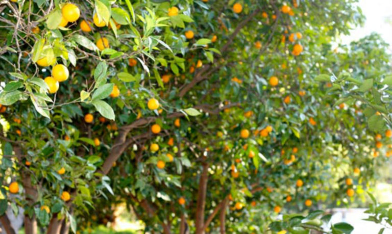 Μειωμένη η παραγωγή πορτοκαλιού στο Τραγανό