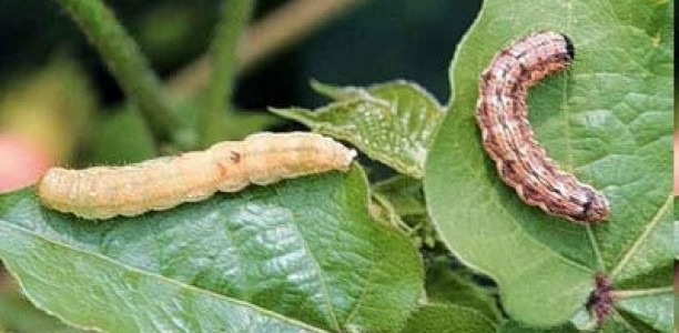 Σέρρες: Οδηγίες για την αντιμετώπιση του πράσινου σκουληκιού
