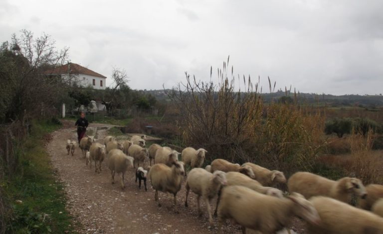 Λέσβος: Στον Β. Αποστόλου ο Γ. Πάλλης για τη νόσο της ευλογιάς