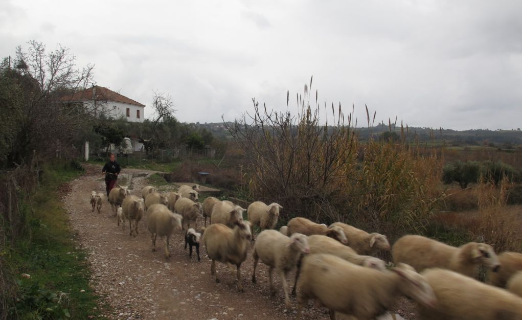 Σέρρες: Πληρωμή για τη βιολογική κτηνοτροφία