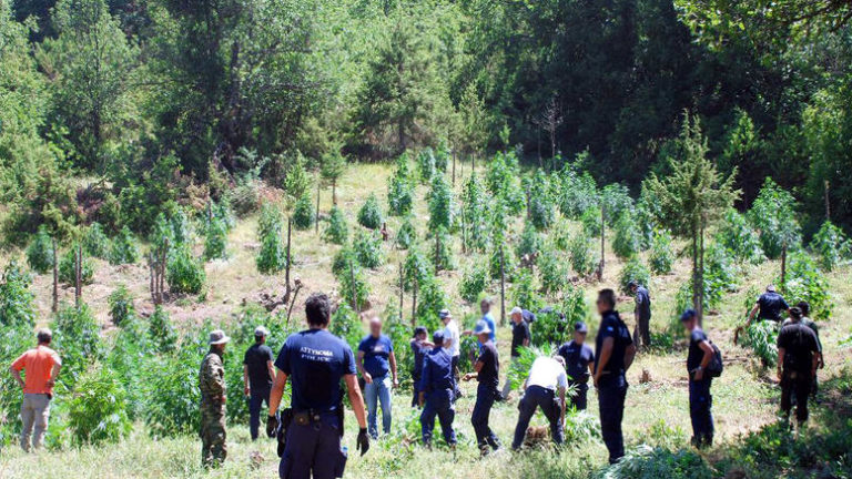 Ρέθυμνο: Εντοπισμός χασισοφυτείας – 376 δενδρύλλια στον Μυλοπόταμο