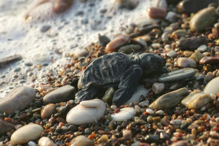 Σε Κυπαρισσιακό κόλπο και Κορώνη εμφανίστηκαν τα πρώτα χελωνάκια