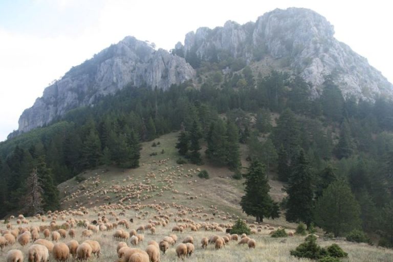 Χ.Μαργαριτοπούλου: Στα μονοπάτια της  διασποράς των Ελλήνων Βλαχόφωνων