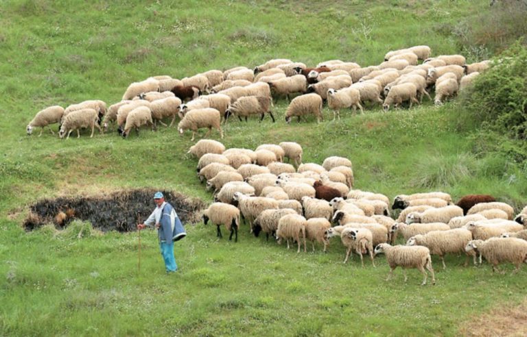 Καστοριά: Κατανομές βοσκοτόπων σε κτηνοτρόφους