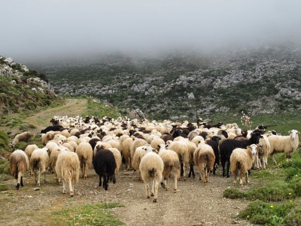 Συνάντηση με τον Υπουργό Αγροτικής Ανάπτυξης και Τροφίμων ζητούν οι κτηνοτρόφοι Τυρνάβου