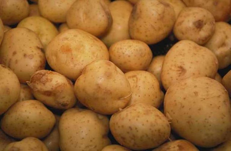 Δράμα: Ζημιές στις καλλιέργειες πατάτας Νευροκοπίου