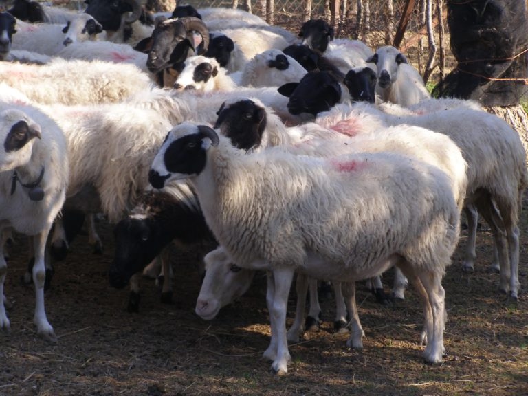 Επιδότηση για τις ντόπιες ράτσες προβάτων και αλόγων