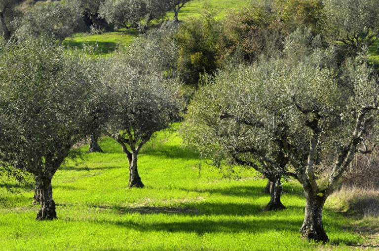 Μέτρα για τους ελαιοπαραγωγούς ζητάει ο Π. Τατούλης