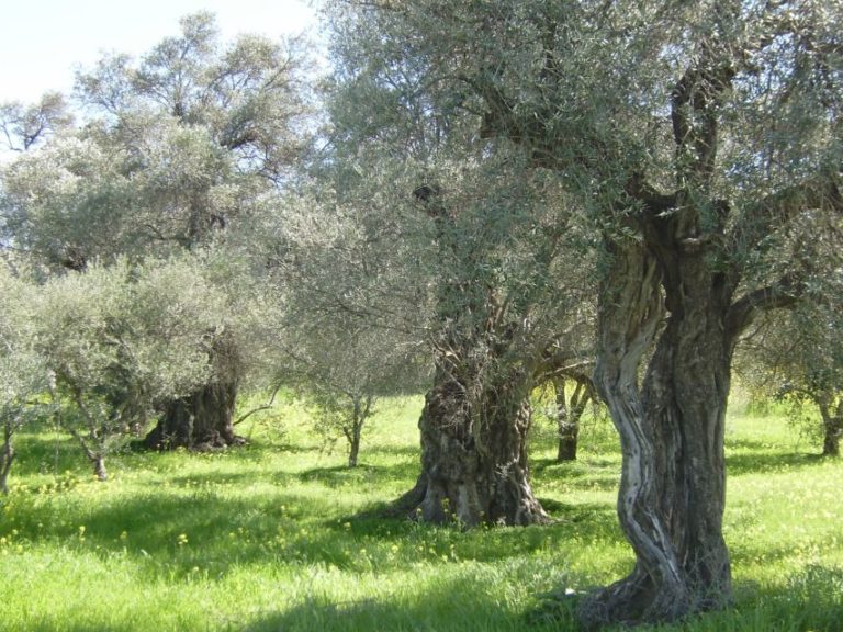 Παρουσίαση πρότασης για τον χαρακτηρισμό της κολοβής ελιάς ως ΠΟΠ (audio)