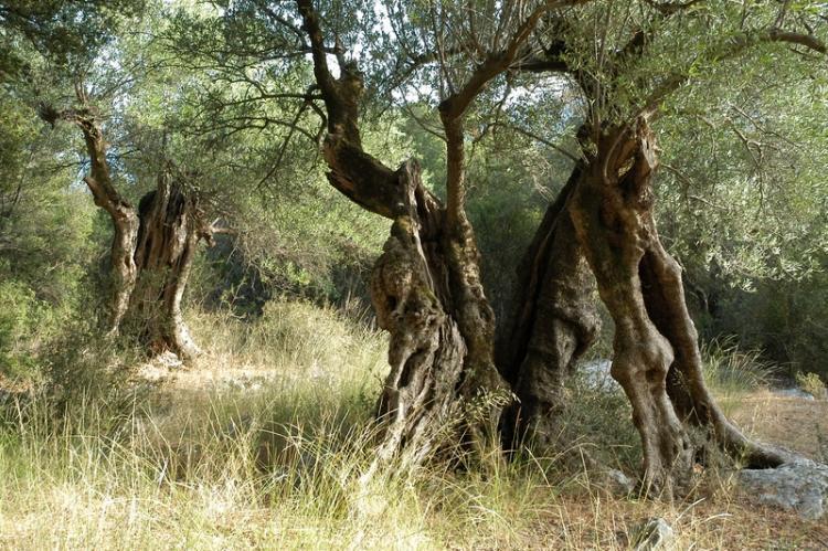 Κέρκυρα: Ξεκίνησαν οι πληρωμές της επιδότησης