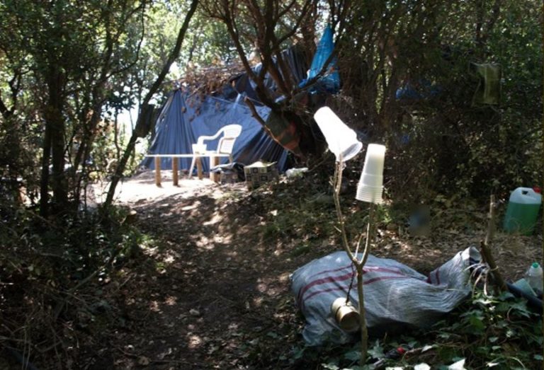 Φυτείες με 1184 φυτά κάνναβης εντοπίστηκαν στη  Σπάρτη