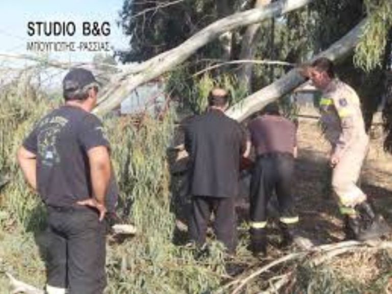 Ένα κλαδί από ευκάλυπτο στοίχισε τη ζωή σε 57χρονο  στο Αργος