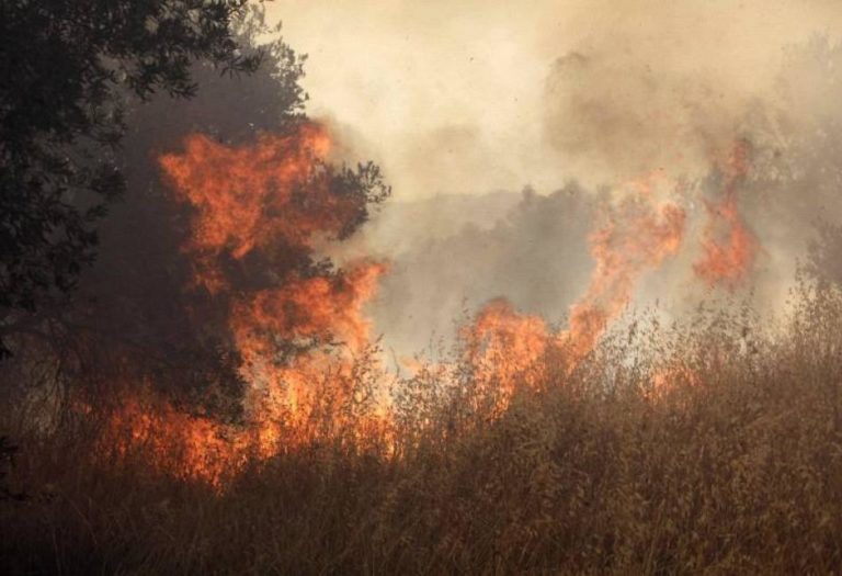 Βόλος: Κάηκαν 85 στρέμματα με καλαμιές στο Νεοχωράκι