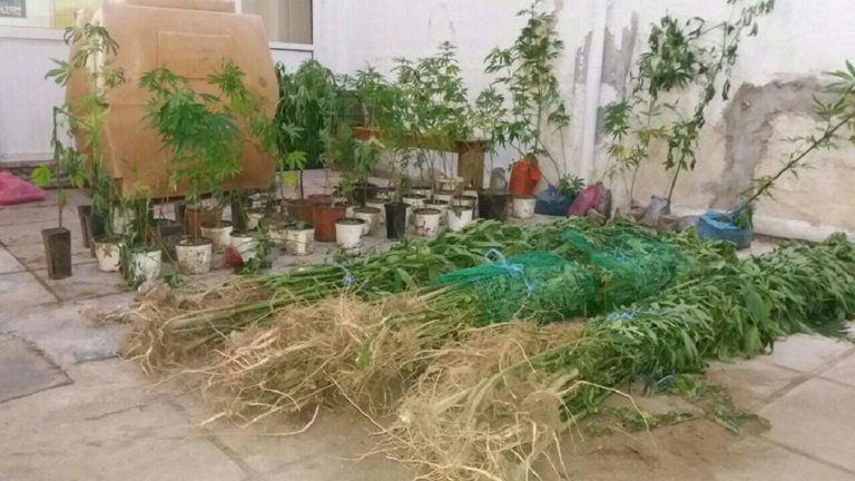 Φλώρινα: Φυτεία κάνναβης 374 δενδρυλλίων εντοπίστηκε στο Αμύνταιο