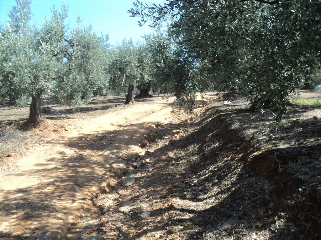 DSC00704
