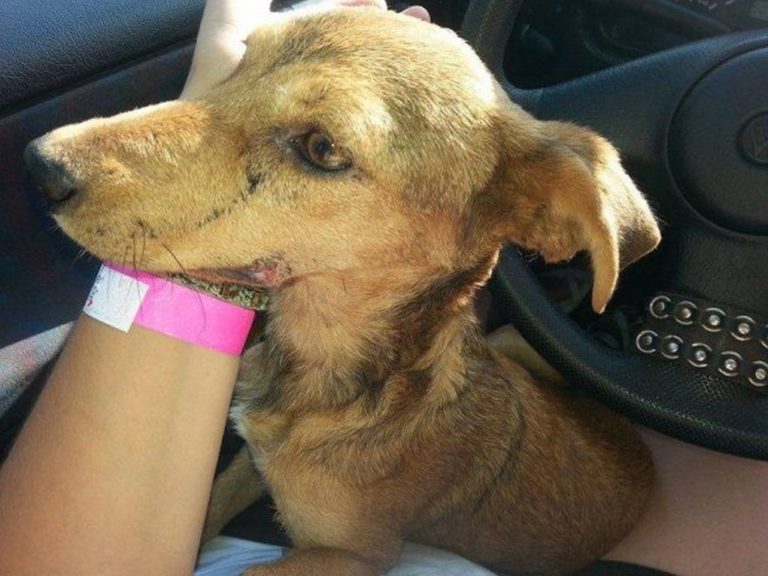 Έβρος: Ζει τελικά το σκυλί που κακοποιήθηκε από 88χρονο (video)