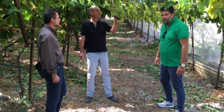 Αμπέλια βλέπει σήμερα ο πρόεδρος του ΕΛΓΑ