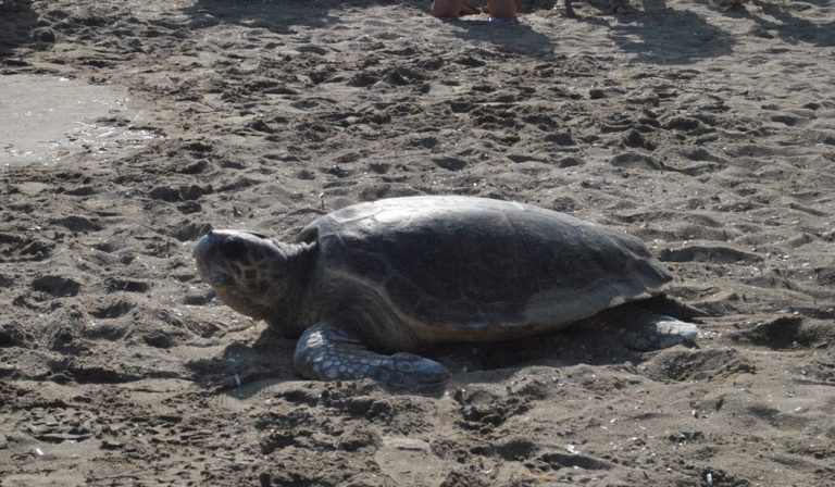 Απελευθέρωση τριών χελωνών caretta -caretta από το Ενυδρείο Κρήτης