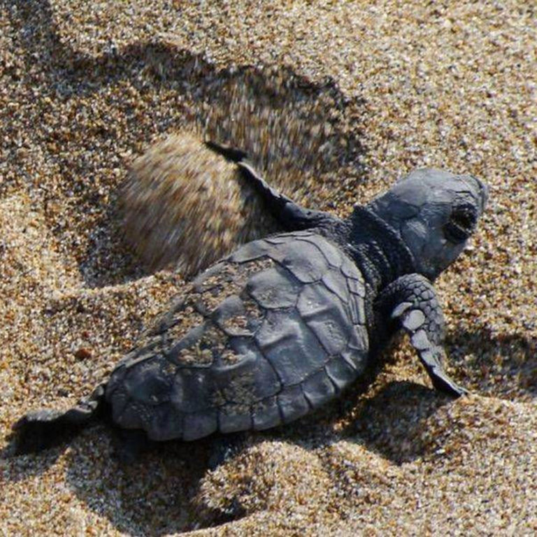 Πύργος: Απαράδεκτη καταδίκη για την Caretta-Caretta