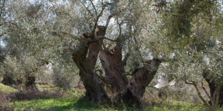 Σε απόγνωση οι ελαιοπαραγωγοί περιοχών της Τριφυλίας