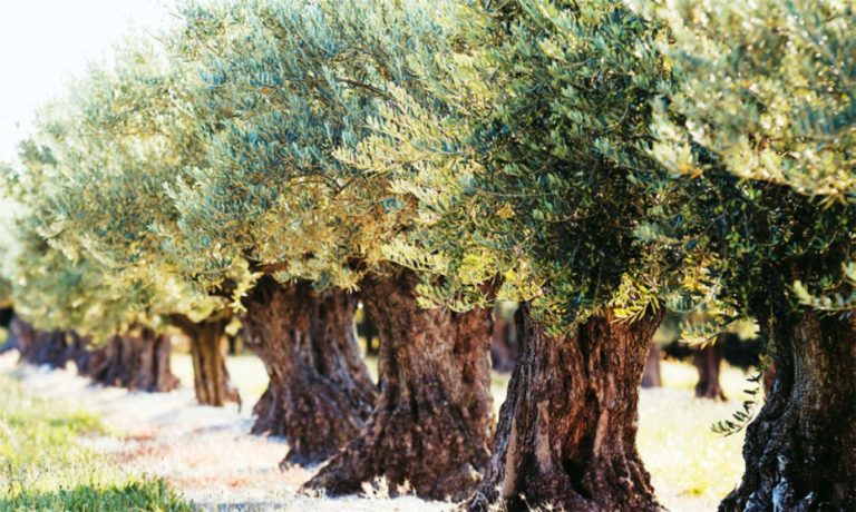 Άνιση η μάχη με το δάκο στο Ηράκλειο