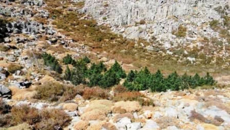 Ξεριζώνουν χασισόδενδρα σε Μυλοπόταμο – Μαλεβίζι