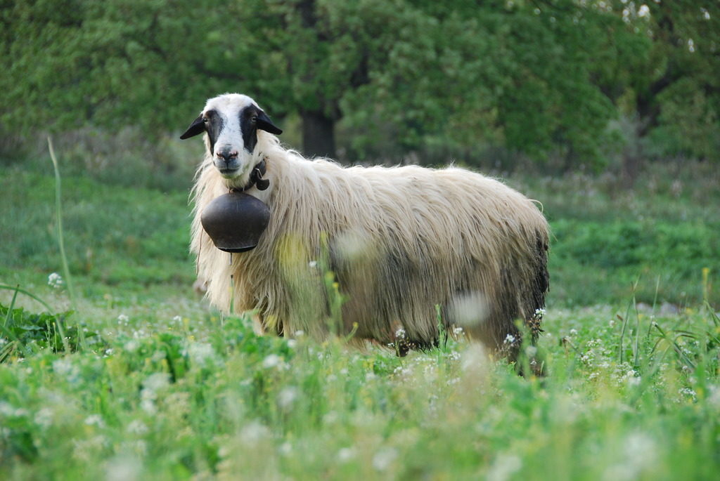 Ημερίδα: “Η εκτροφή του προβάτου Φλώρινας ως μοχλός ανάπτυξης της κτηνοτροφίας”