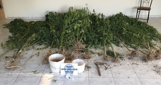 Δυο συλλήψεις για φυτεία κάνναβης στον Παλαμά Καρδίτσας