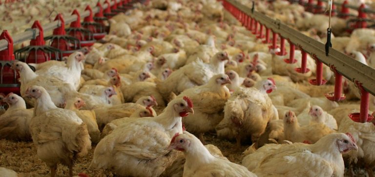 Οδηγίες για τους κατόχους οικόσιτων πουλερικών λόγω επανεμφάνισης της γρίπης των πτηνών στην Ε.Ε.