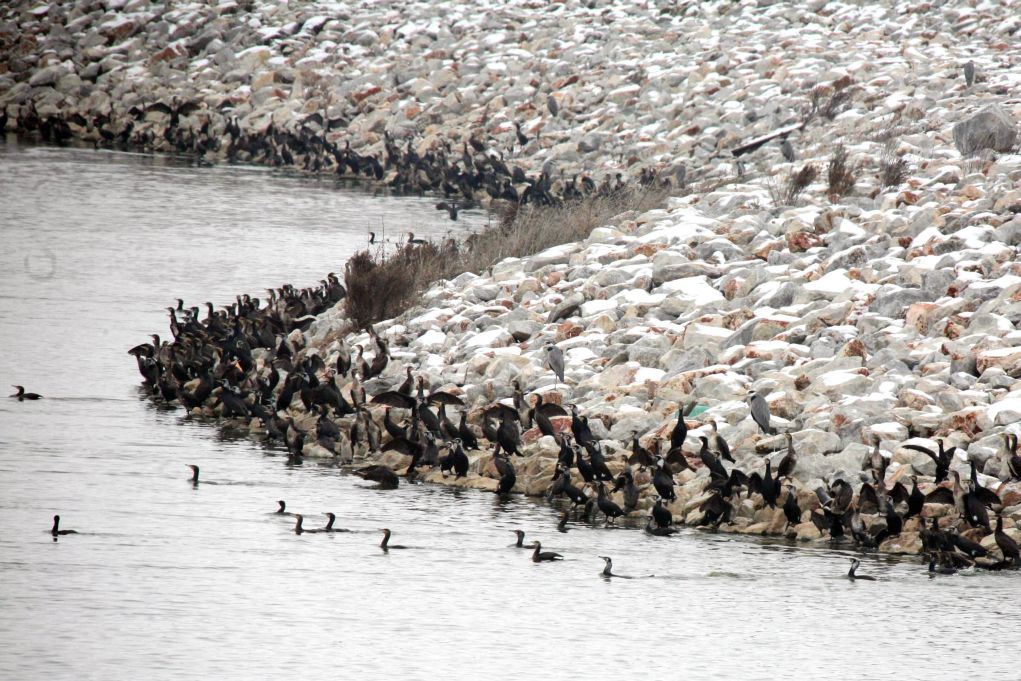 Πληθαίνουν τα νεκρά πουλιά στη λίμνη Κάρλα
