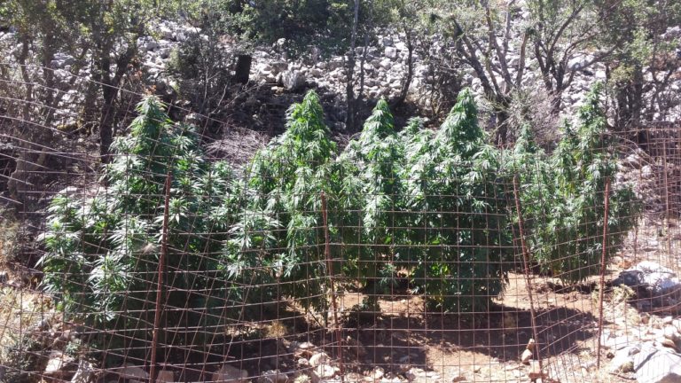 Ρέθυμνο: 16 φυτείες με 1039 δενδρύλλια στο Μυλοπόταμο