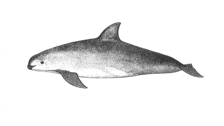 Η ντροπαλή vaquita: Το πιο απειλούμενο θαλάσσιο θηλαστικό στον κόσμο