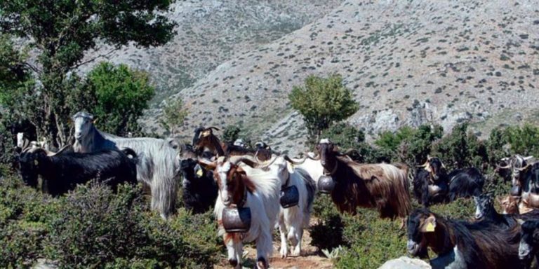 Νέα αναβολή για τον κτηνοτρόφο