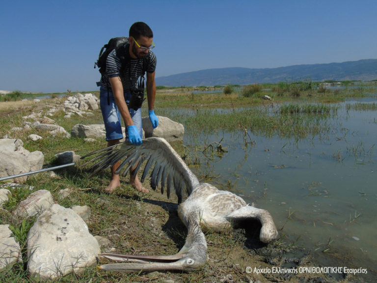 Άγνωστη ακόμη η αιτία θανάτου των αργυροπελεκάνων της Κάρλας