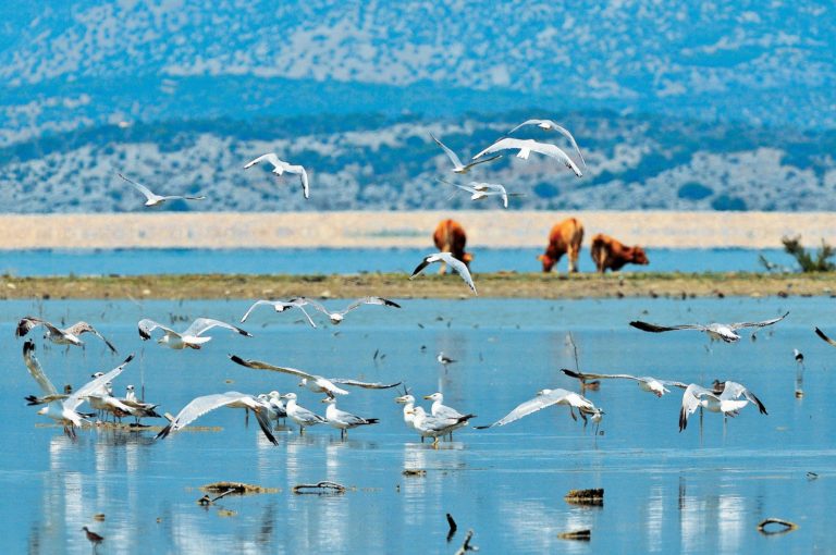 Βόλος: Σύσκεψη για την Κάρλα συγκαλεί την ερχόμενη εβδομάδα ο Κ. Αγοραστός