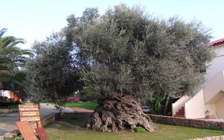 Πύργος:Ζητούν την αποζημίωση των ελαιοπαραγωγών από το δάκο