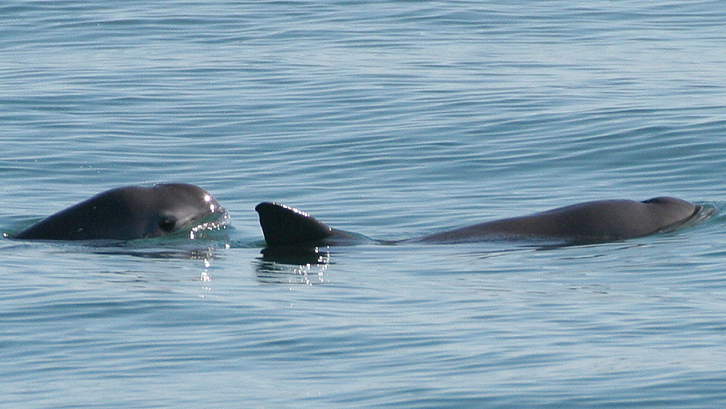 φωτογραφία, Paula Olson/NOAA