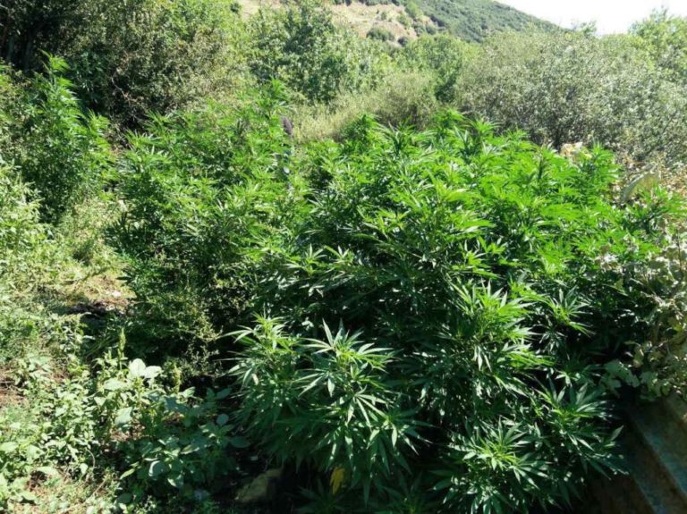 Μεσσηνία: Φυτεία κάνναβης – Αναζητούνται οι καλλιεργητές
