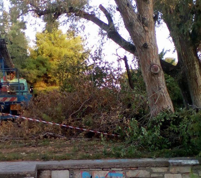 Βόλος: Καλλωπισμός και εξυγίανση πρασίνου στο πάρκο του Αγ. Κωνσταντίνου