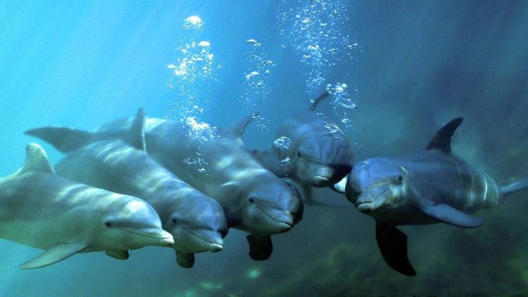 Γλώσσα με ανθρώπινα χαρακτηριστικά χρησιμοποιούν τα δελφίνια