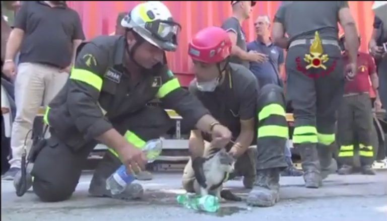 Ιταλία: Γατάκι επέζησε πέντε ημέρες εγκλωβισμένο στα ερείπια του Αμάτριτσε (video)