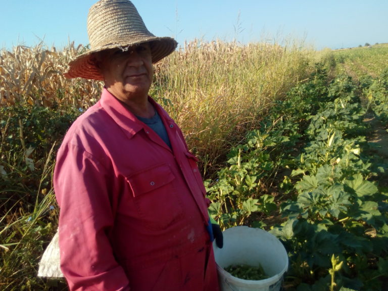 Η παραδοσιακή καλλιέργεια της μπάμιας στα χωράφια της Ροδόπης