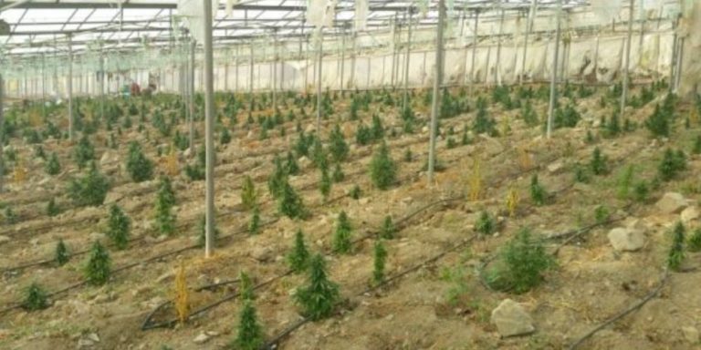 Ελεύθερος ο ενοικιαστής του θερμοκηπίου με τη χασισοφυτεία