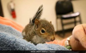 baby-squirrel-wp-650_650x400_41473882013