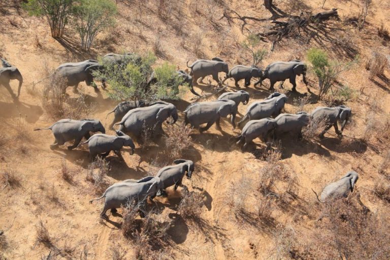 Μποτσουάνα: Απάντηση στον μυστηριώδη θάνατο των 330 ελεφάντων