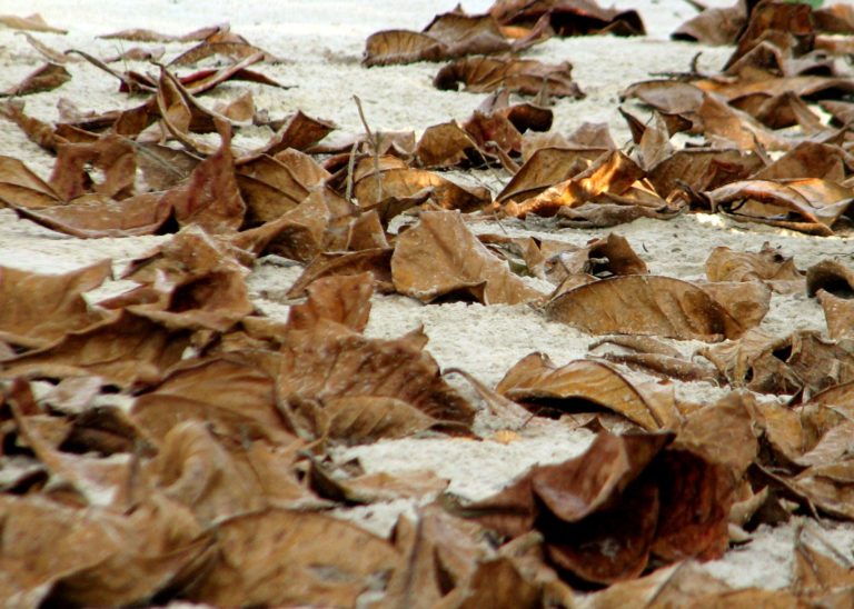 Τα φθινοπωρινά φύλλα πέφτουν πιο νωρίς λόγω της κλιματικής αλλαγής, σύμφωνα με νέα ευρωπαϊκή έρευνα