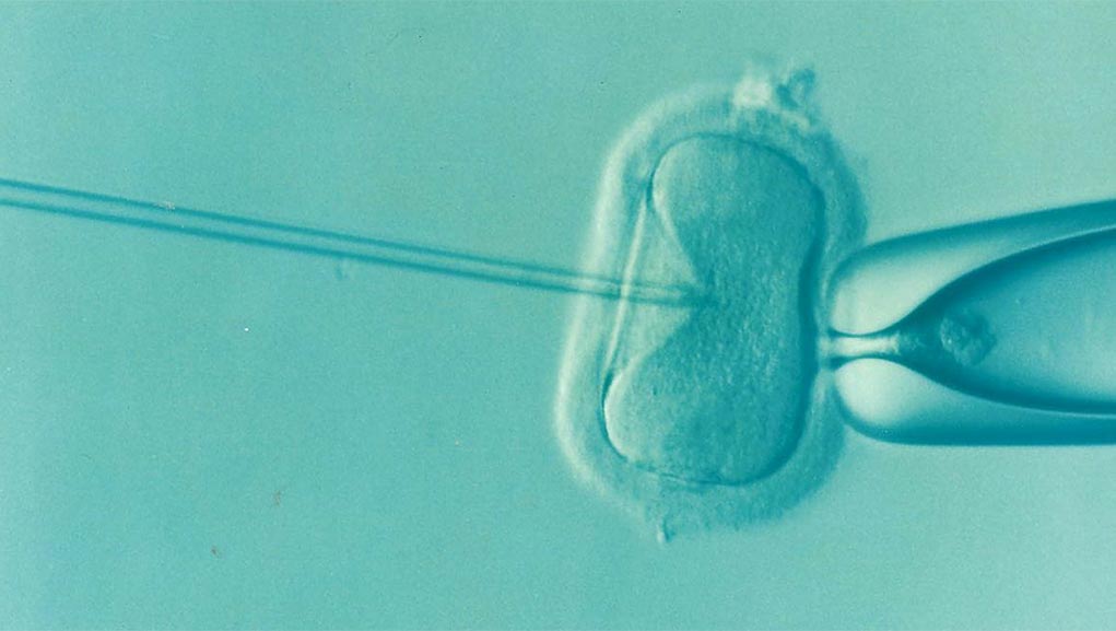 Επιστήμονες ανέπτυξαν έμβρυα ποντικιών χωρίς γονιμοποίηση ωαρίου