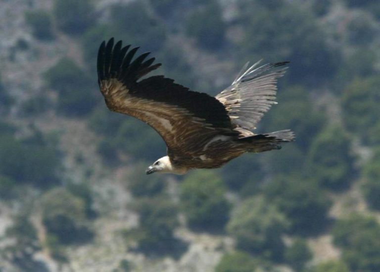 Σουφλί: Δηλητηριασμένος βρέθηκε ο Μαυρόγυπας «Έλενα»