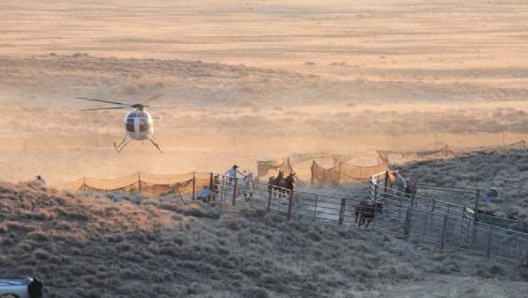 Ευθανασία σε 45.000 άλογα της αμερικανικής Δύσης εισηγείται το BLM